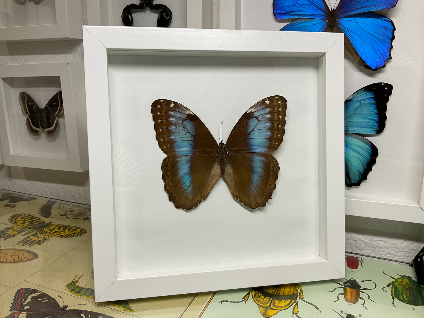 Real Framed 2015 Morpho Helenor