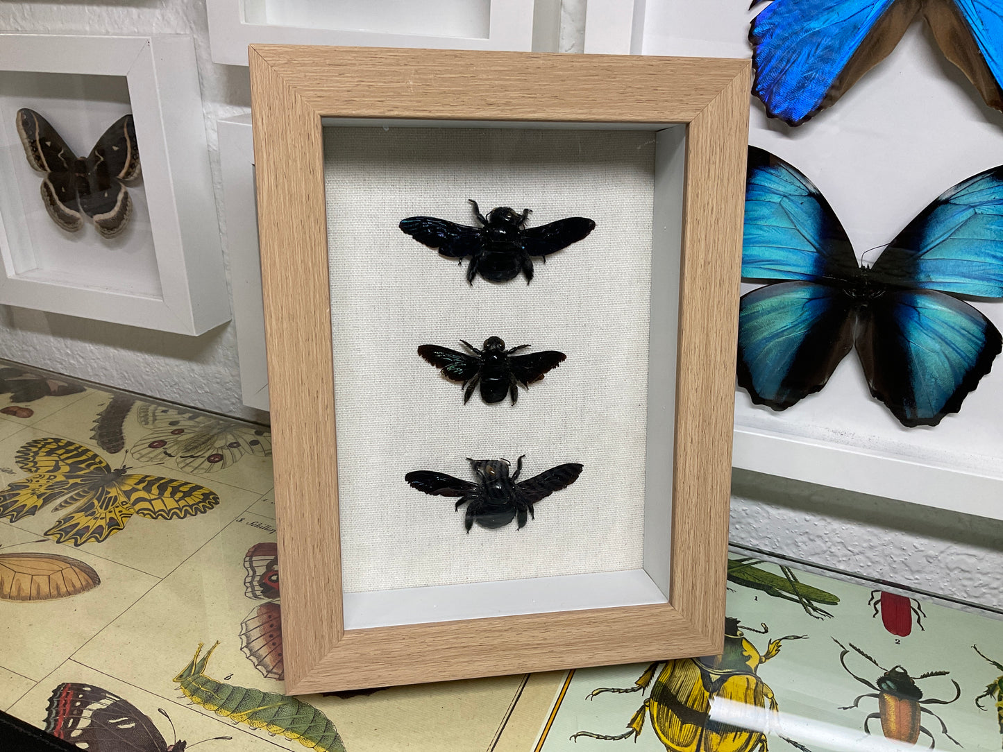 Real Framed Carpenter Bees
