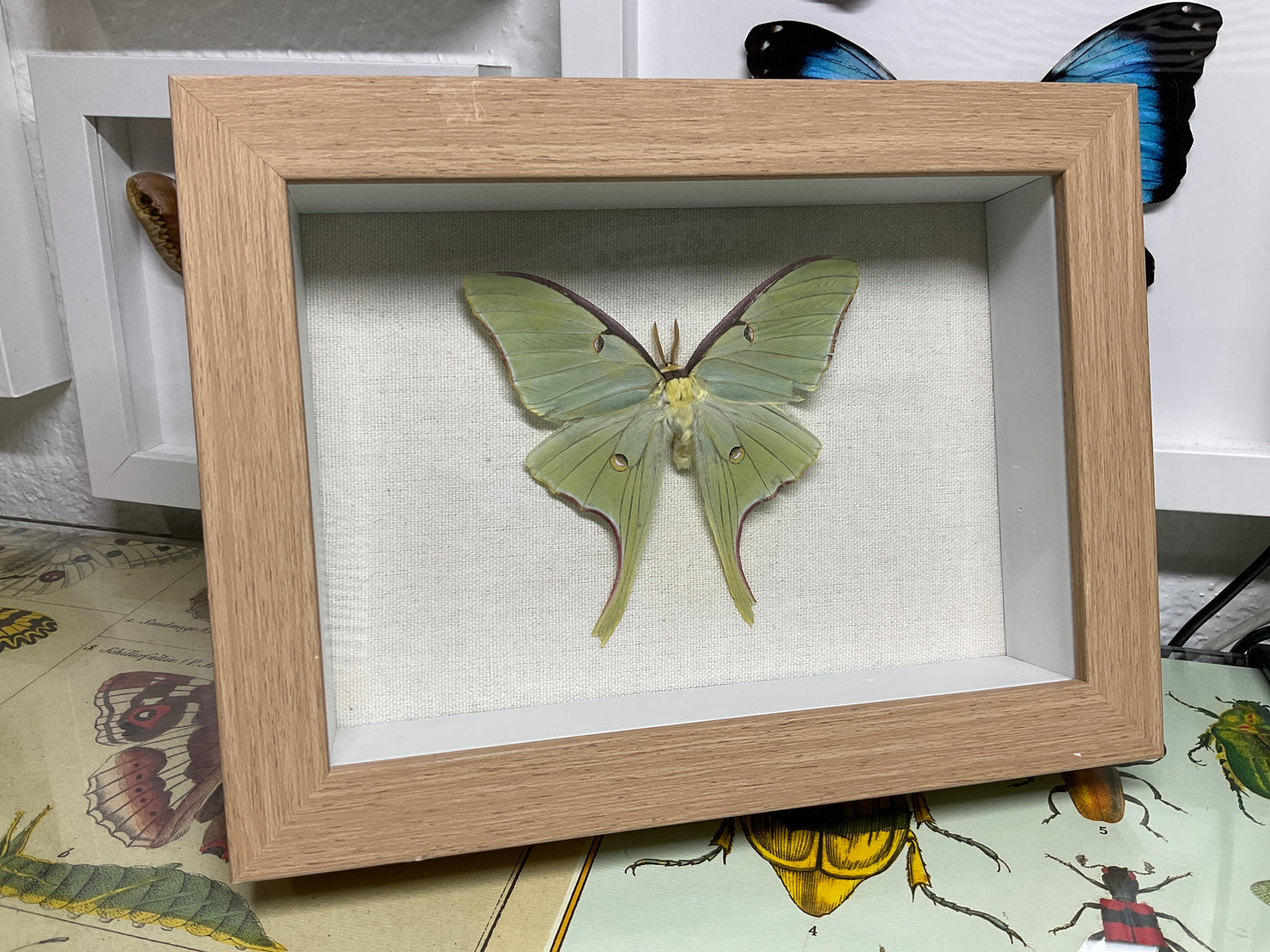 Real Framed Luna Moth