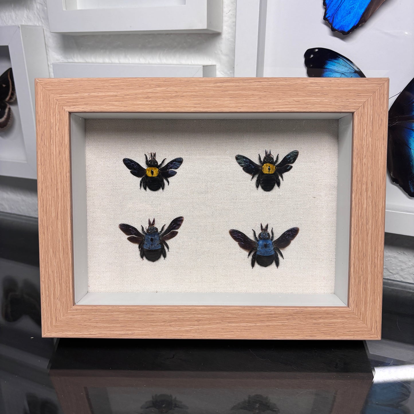 Real Framed Carpenter Bees