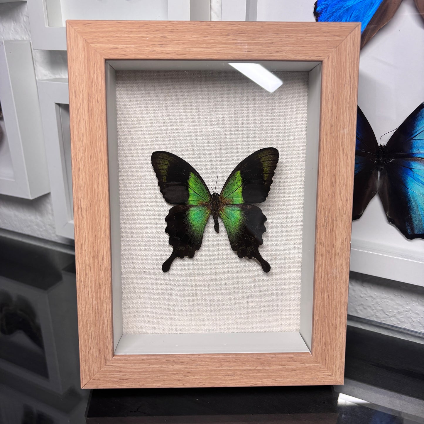Real Framed Papilio Transiens Butterfly