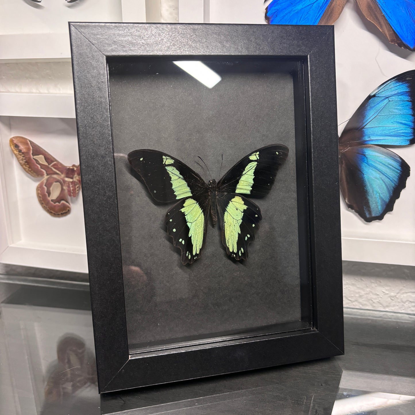 Real Framed Papilio Bromius Butterfly