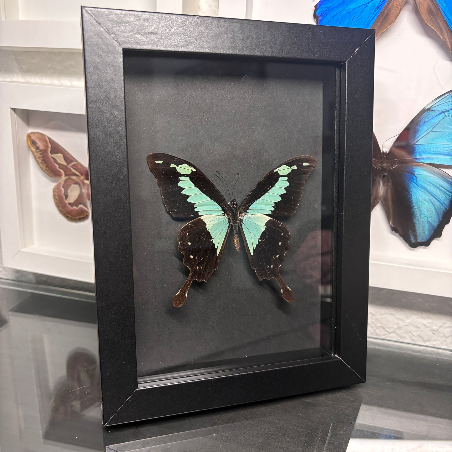 Real Framed Papilio Phorcas Butterfly