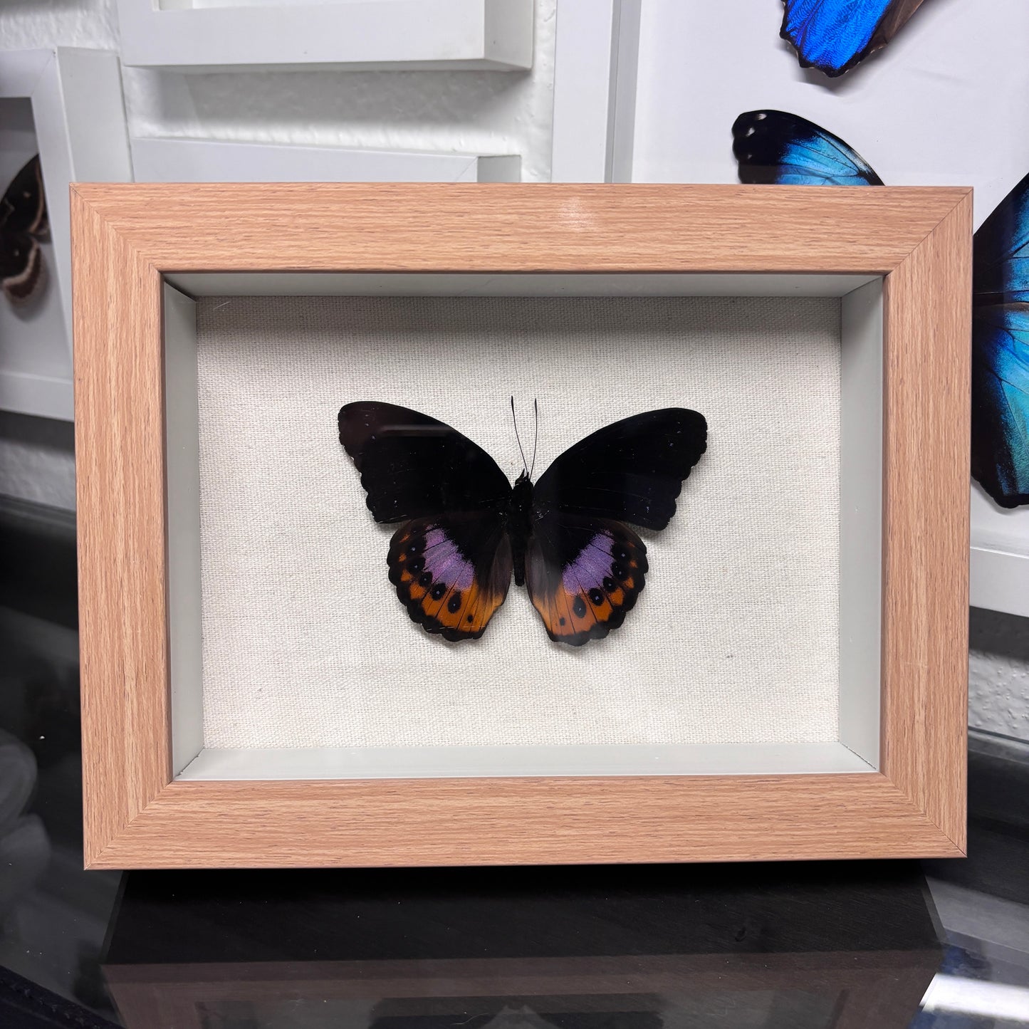 Real Framed Hypolimnas Pandarus Butterfly