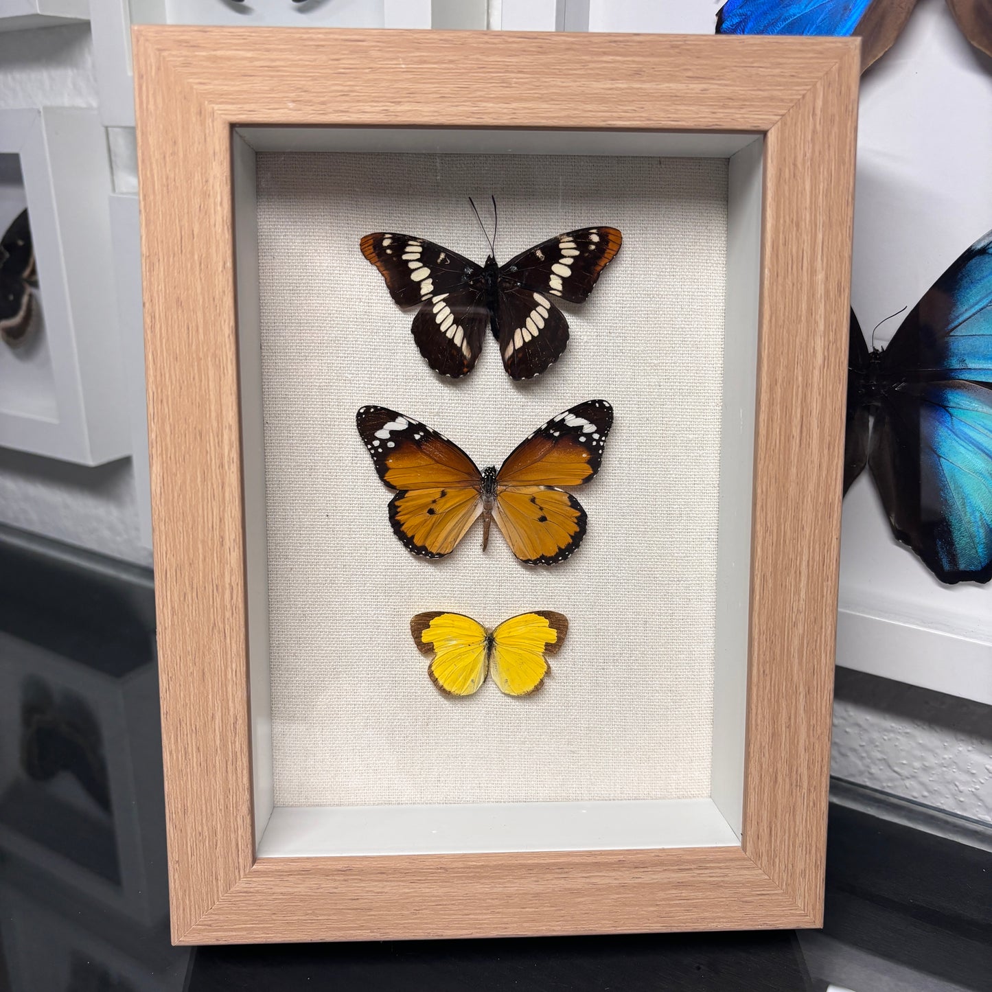 Real Framed Triple Butterfly Display