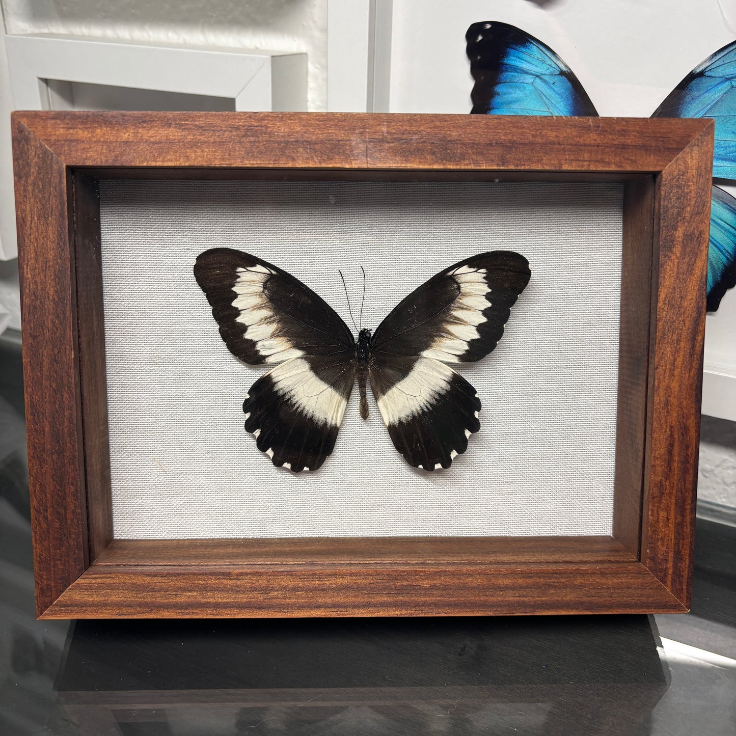 Real Framed Papilio Mechowianus Butterfly