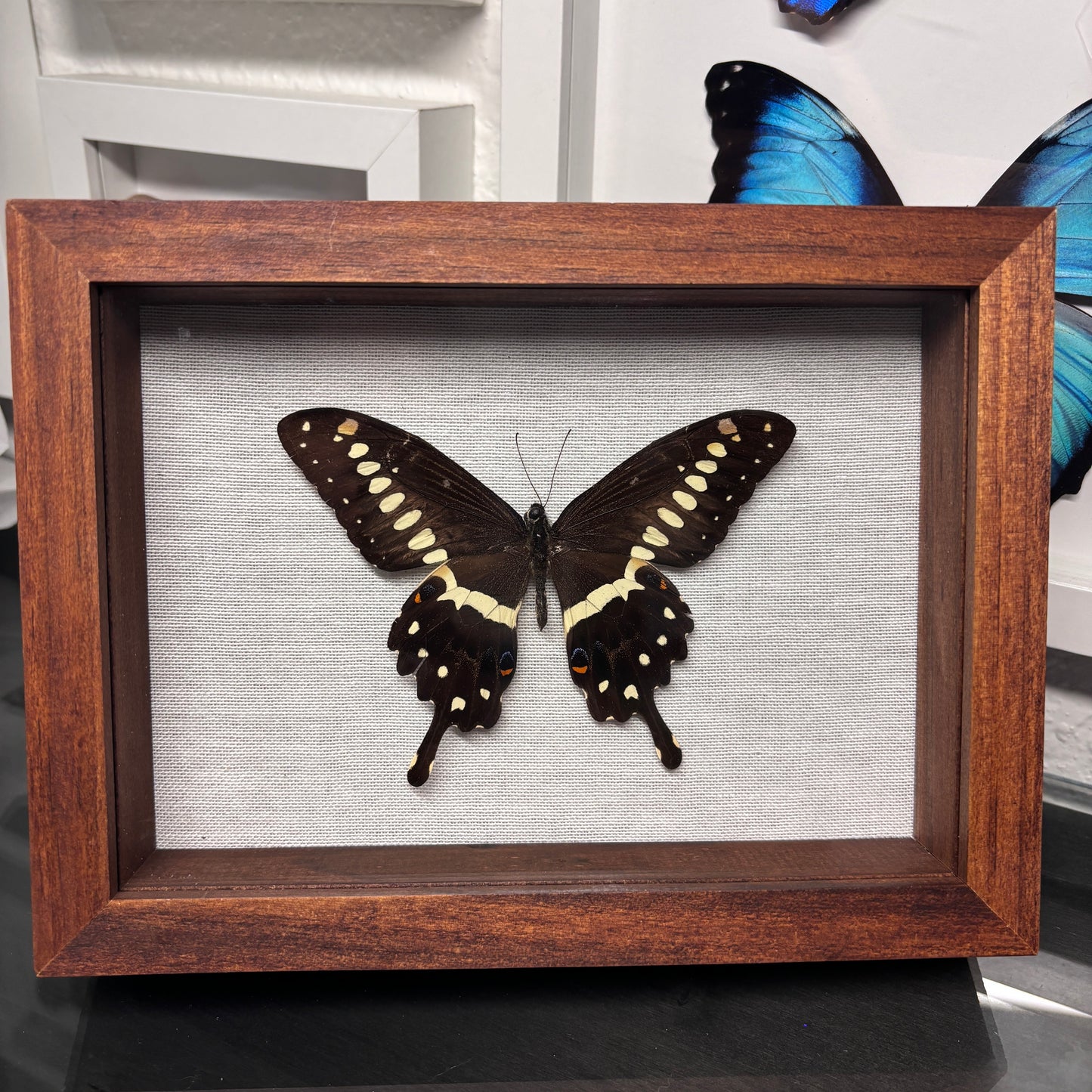 Real Framed Papilio Lormieri Butterfly