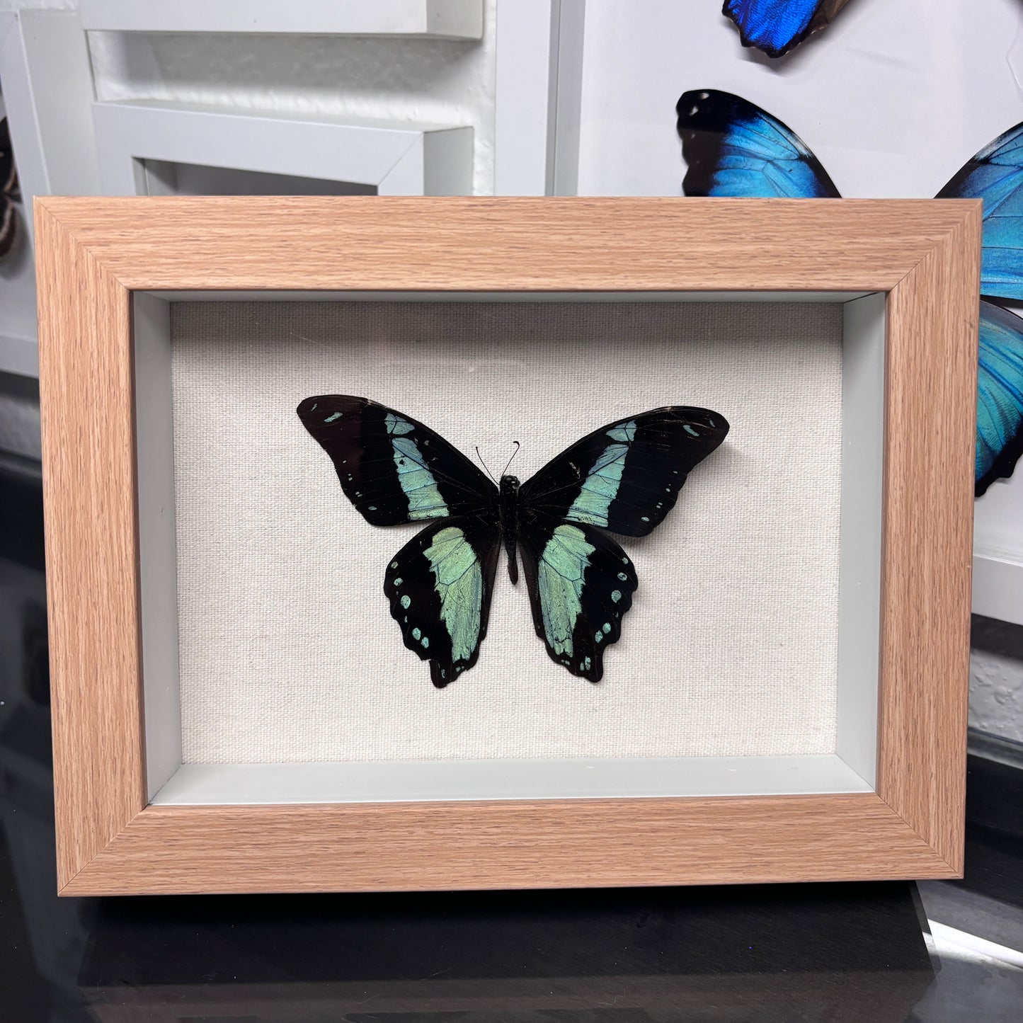 Real Framed Papilio Bromius Butterfly