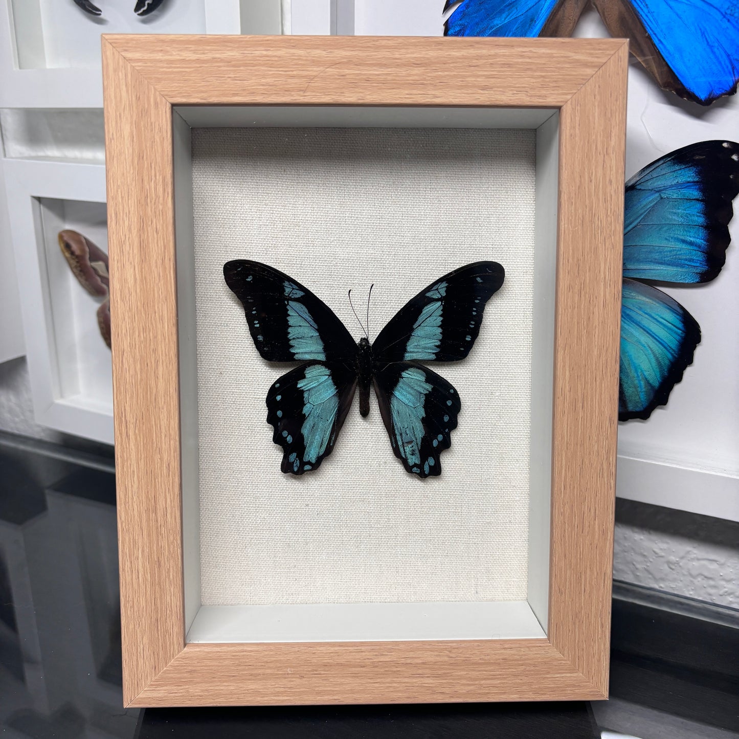 Real Framed Papilio Bromius Butterfly