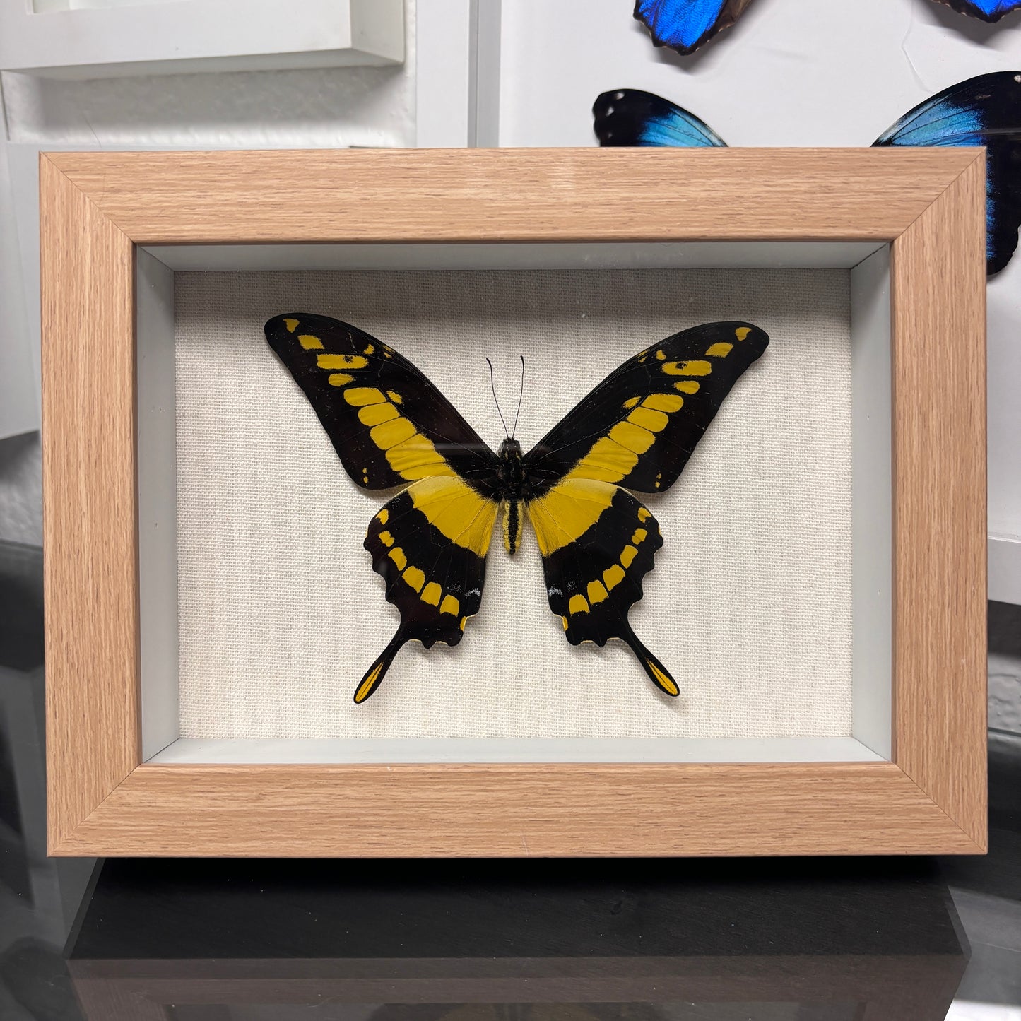Real Framed King Swallowtail Butterfly