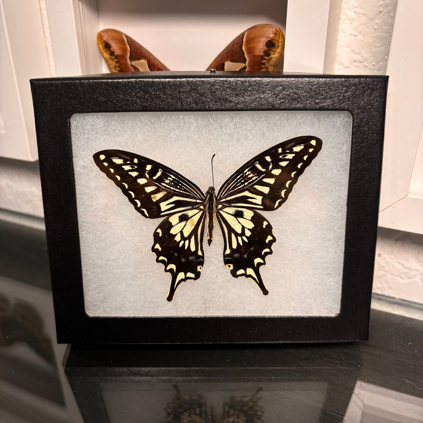 Real Framed Papilio Xuthus Butterfly