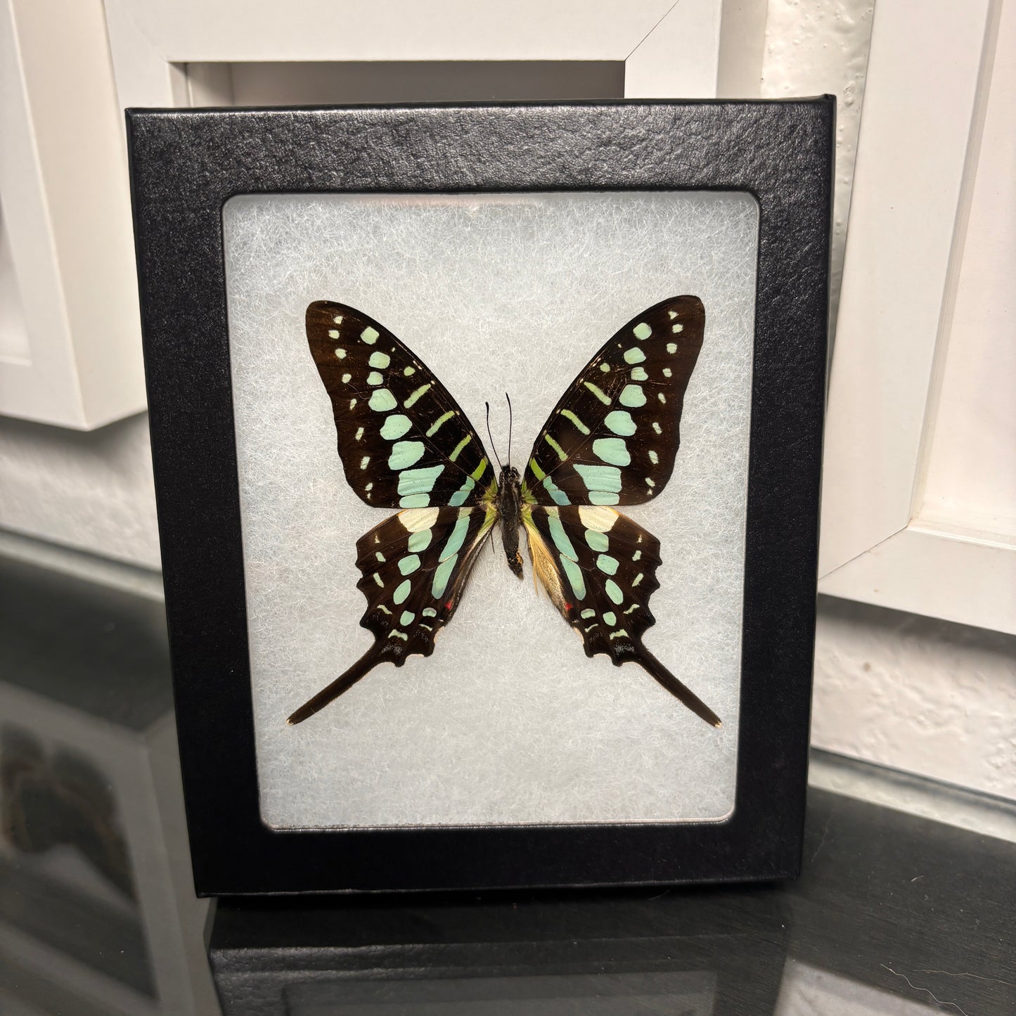 Real Framed Graphium Policenes Butterfly