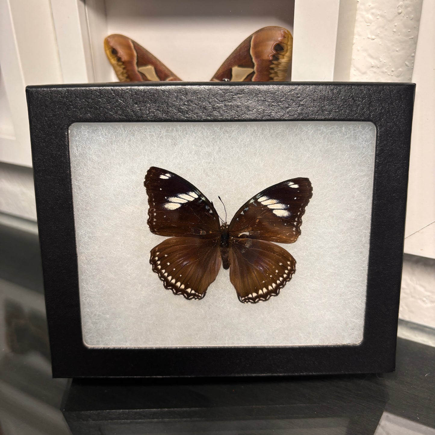 Real Framed Common Butterfly