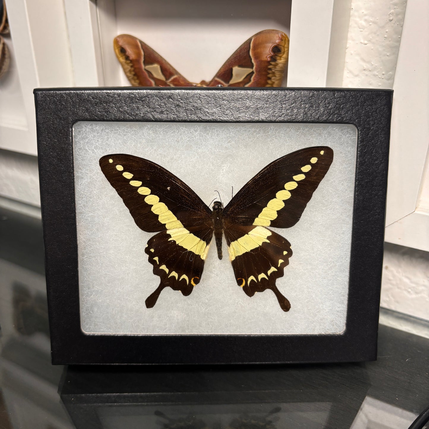 Real Framed Papilio Demolion Butterfly
