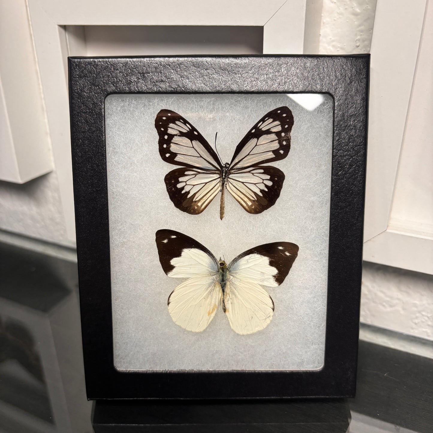 Real Framed Common Butterfly