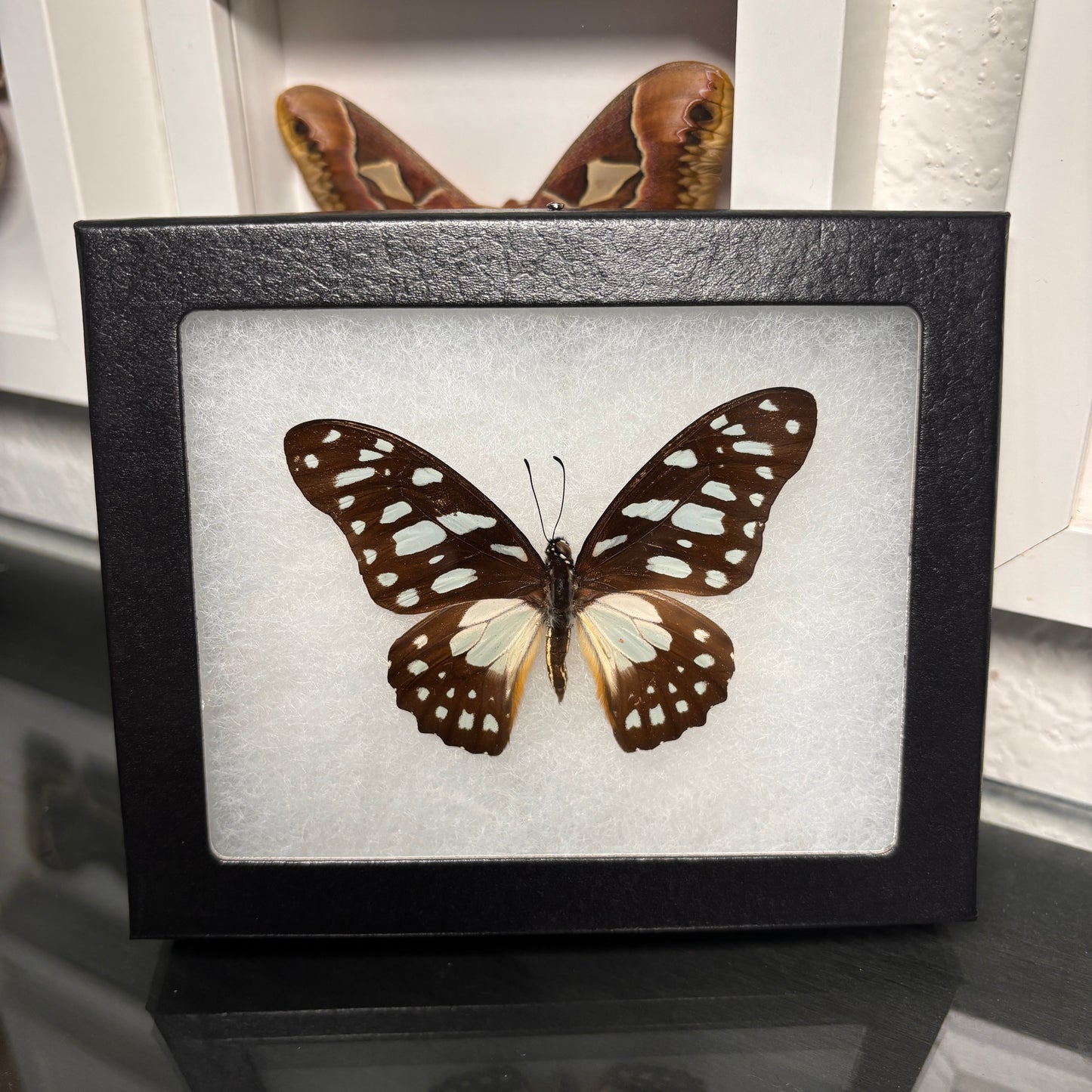 Real Framed Graphium Leonidas Butterfly