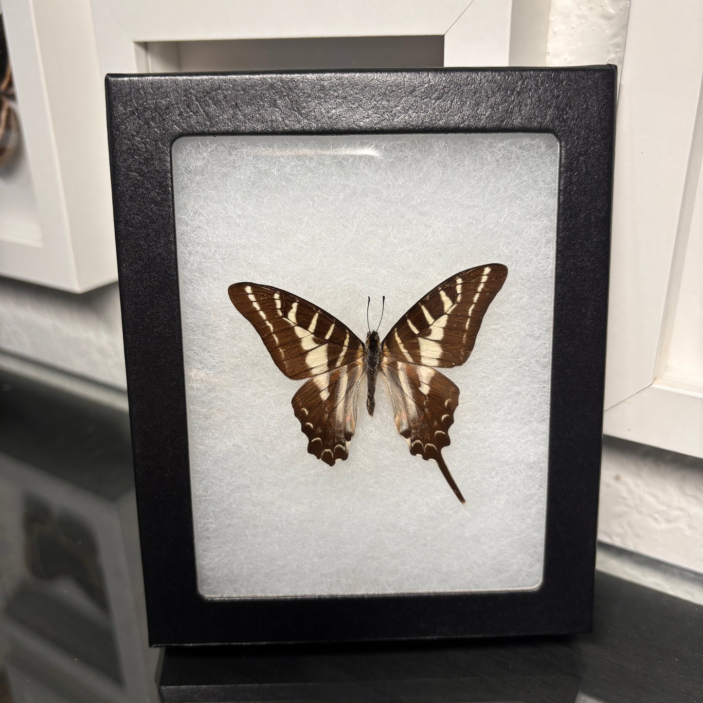 Real Framed Graphium Butterfly