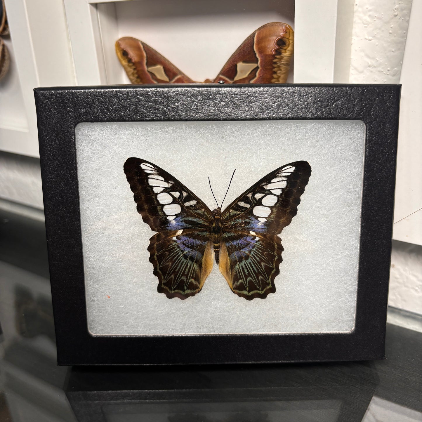 Real Framed Parthenos Sylvia Butterfly