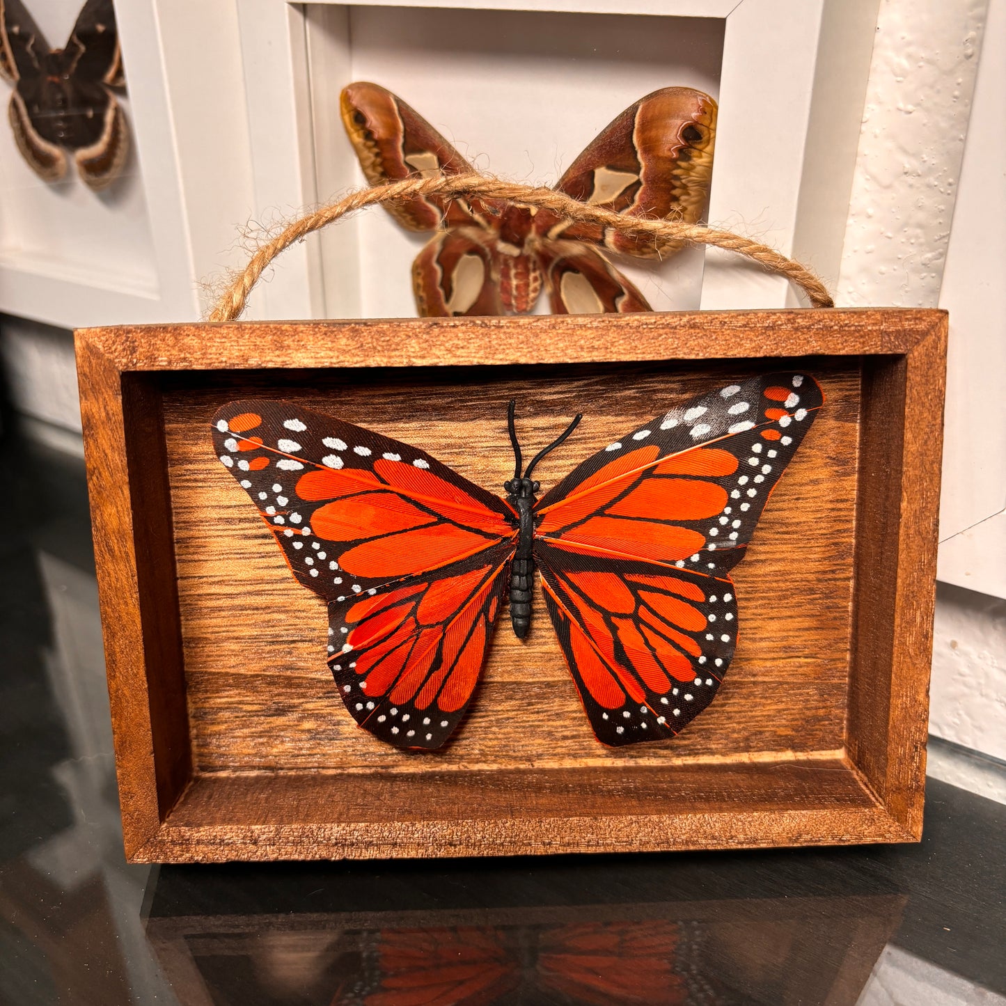 Goose Feather Butterfly Display