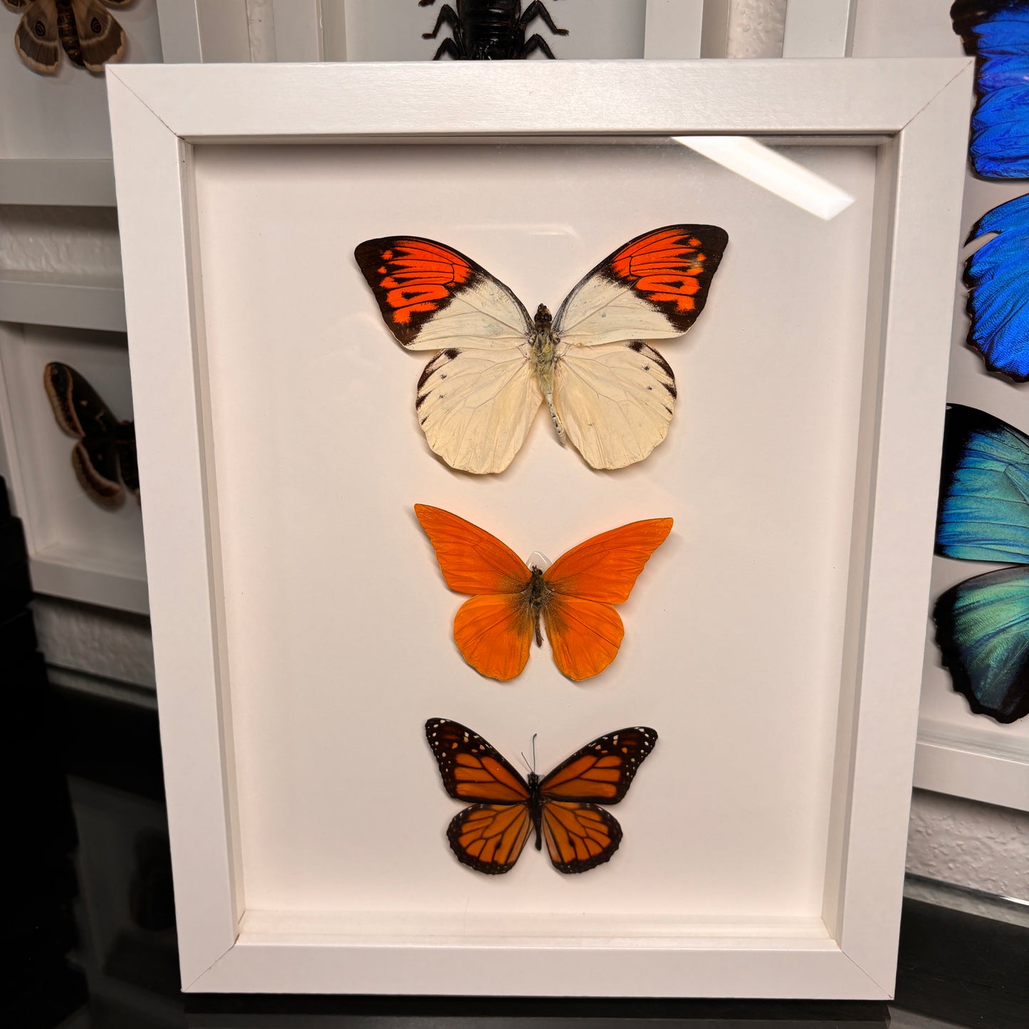 Real Framed Butterflies