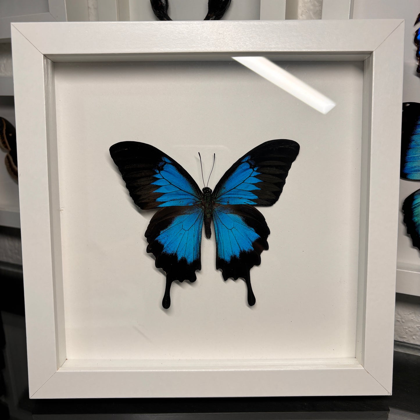 Real Framed Papilio Ulysses Butterfly