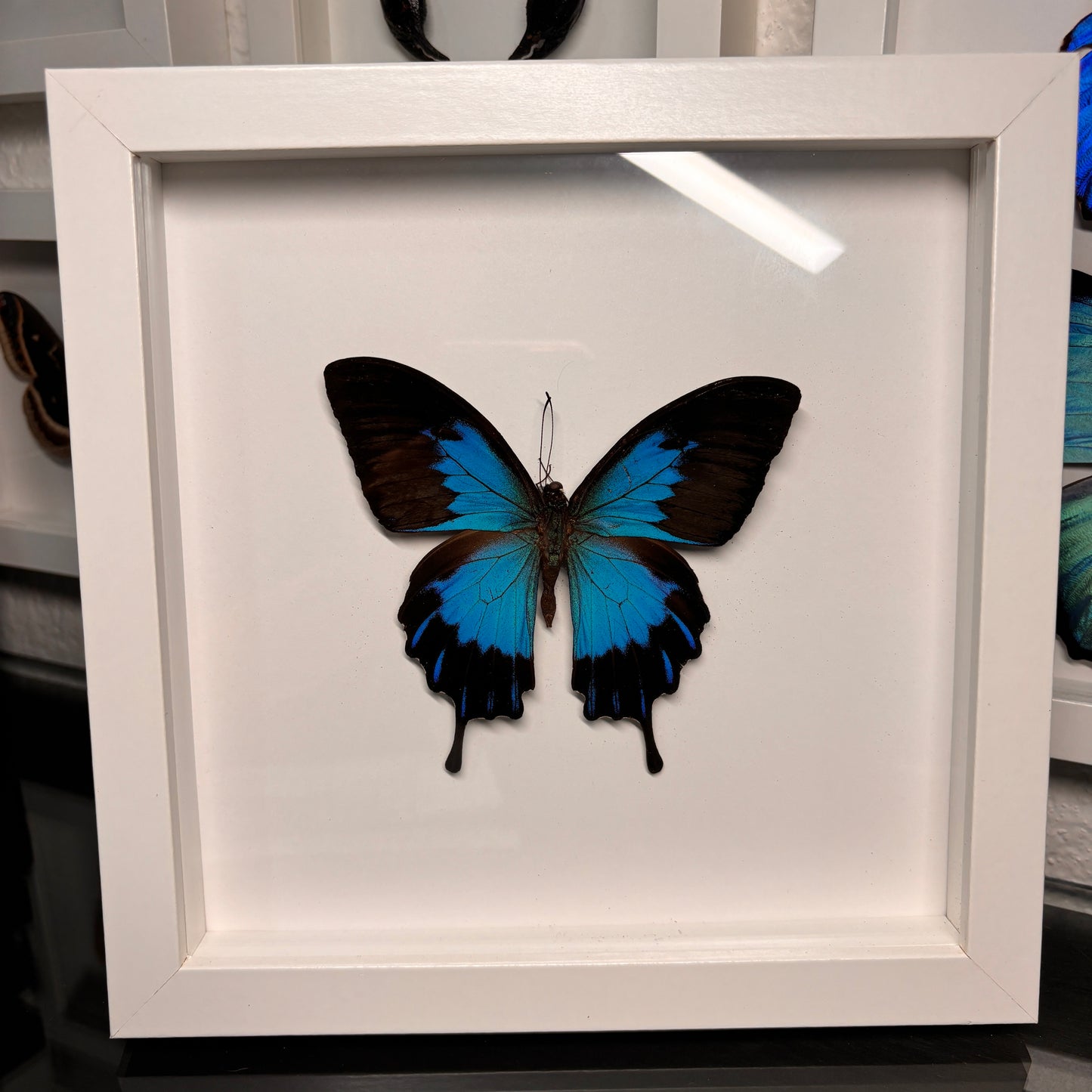 Real Framed Papilio Telegonus Butterfly