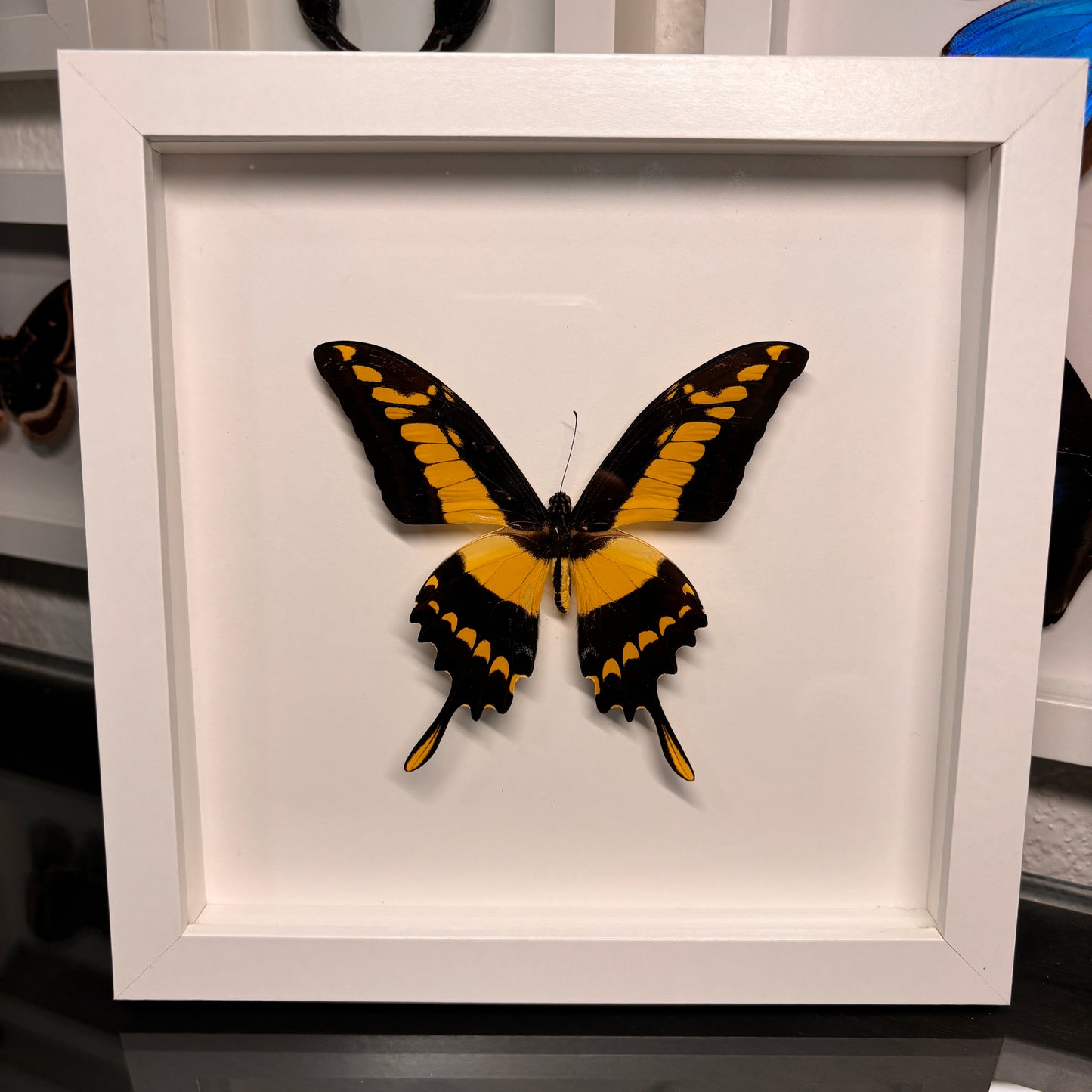 Real Framed Papilio Thoas Butterfly