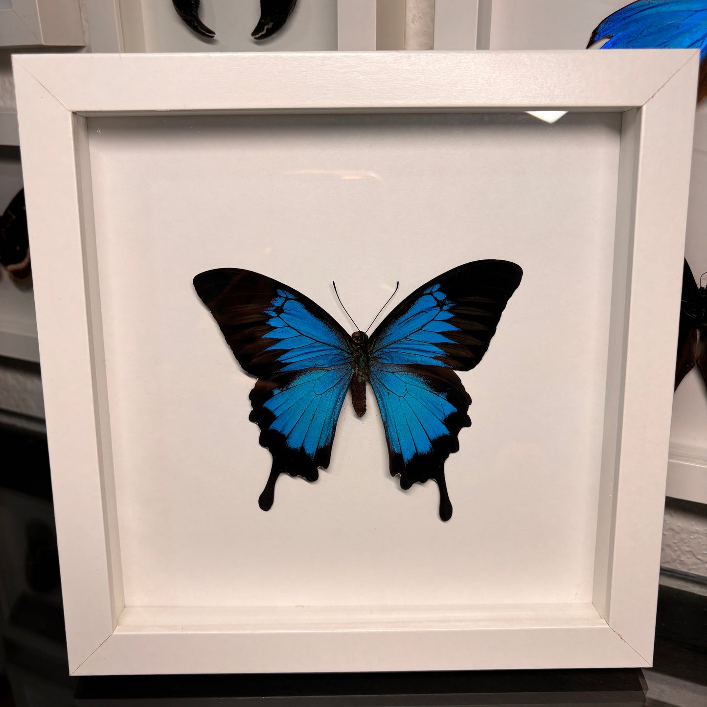 Real Framed Papilio Ulysses Butterfly