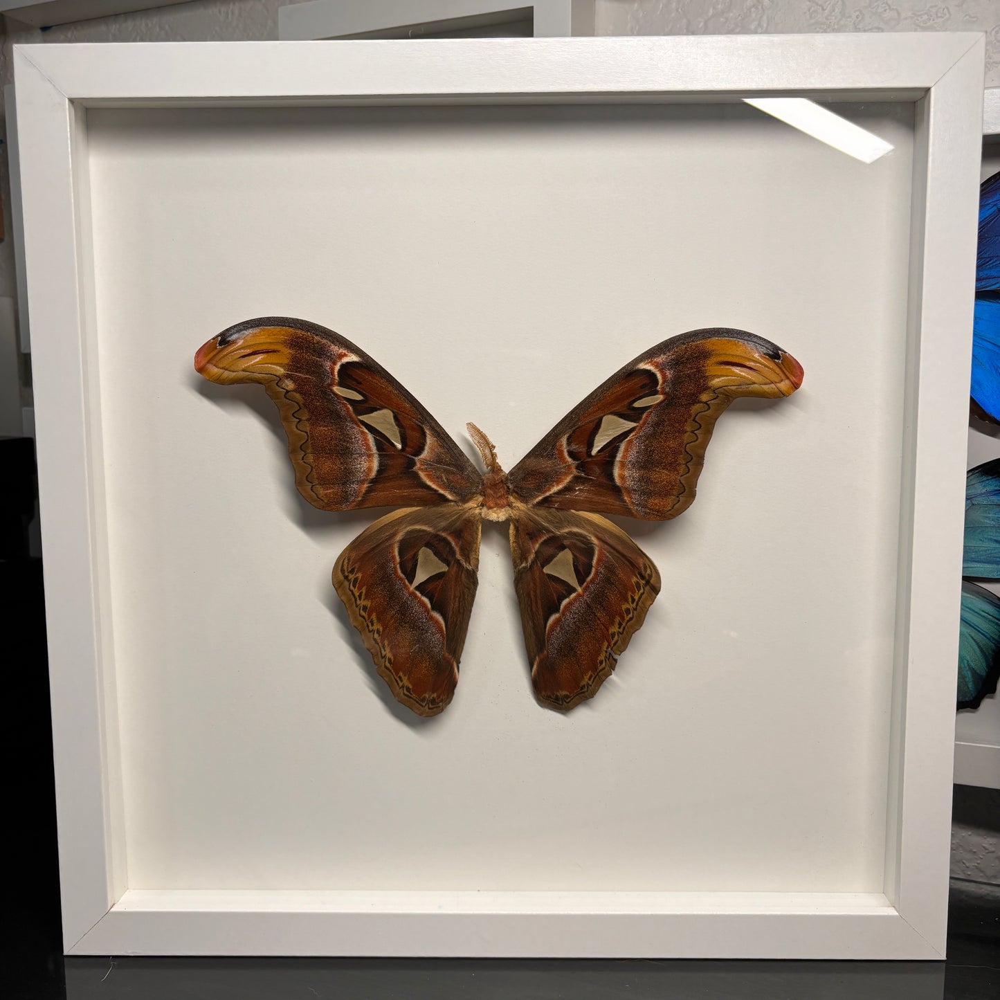 Real Framed Atlas Moth