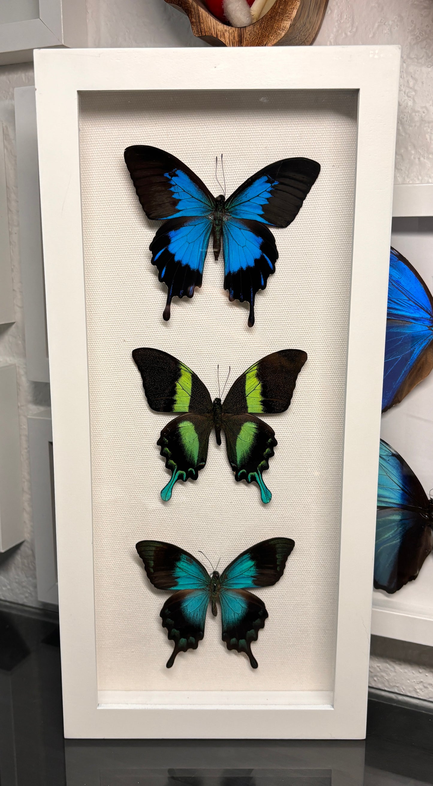 Real Framed Swallowtail Butterflies