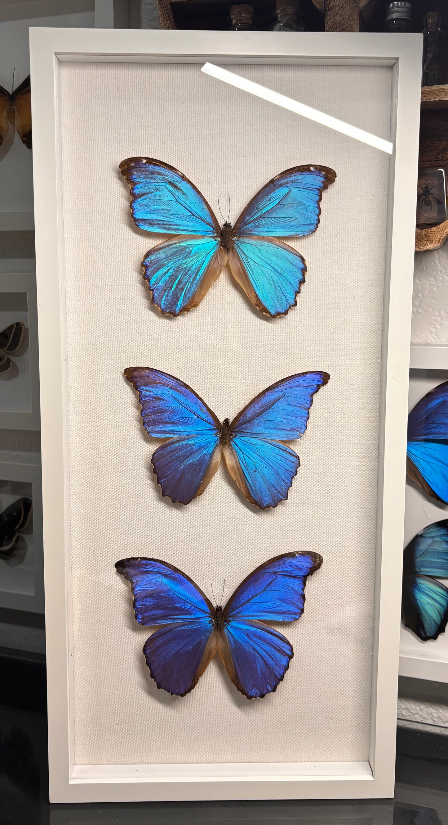 Real Framed Morpho Butterflies