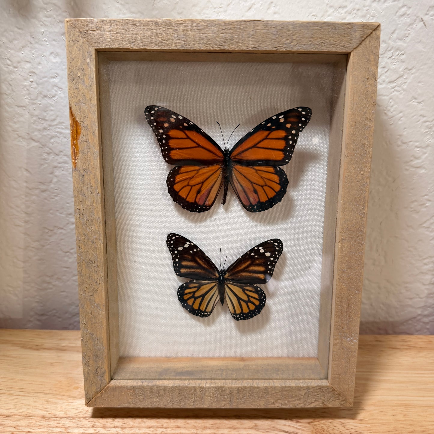 Monarch Butterflies – Framed Natural Specimen – 5x7 Shadow Box