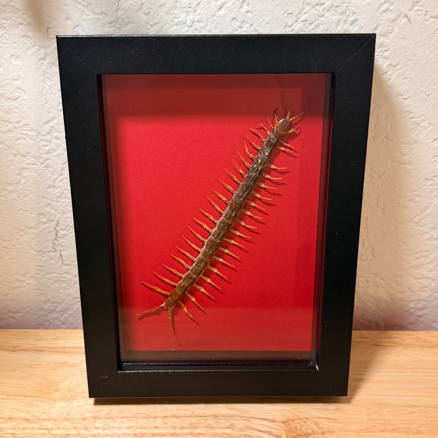 Centipede - Framed Natural Specimen- 5x7 Shadow Box