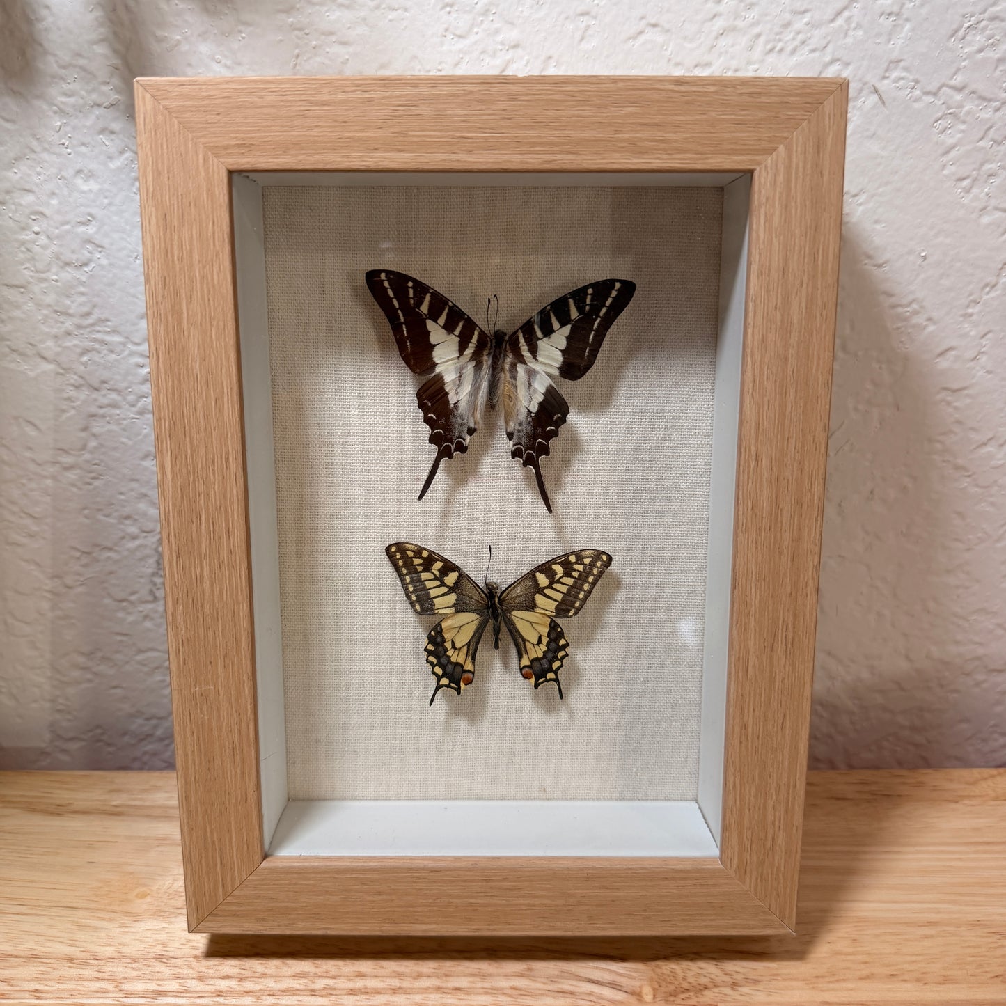 Swallowtail Butterflies– Framed Natural Specimen – 5x7 Shadow Box