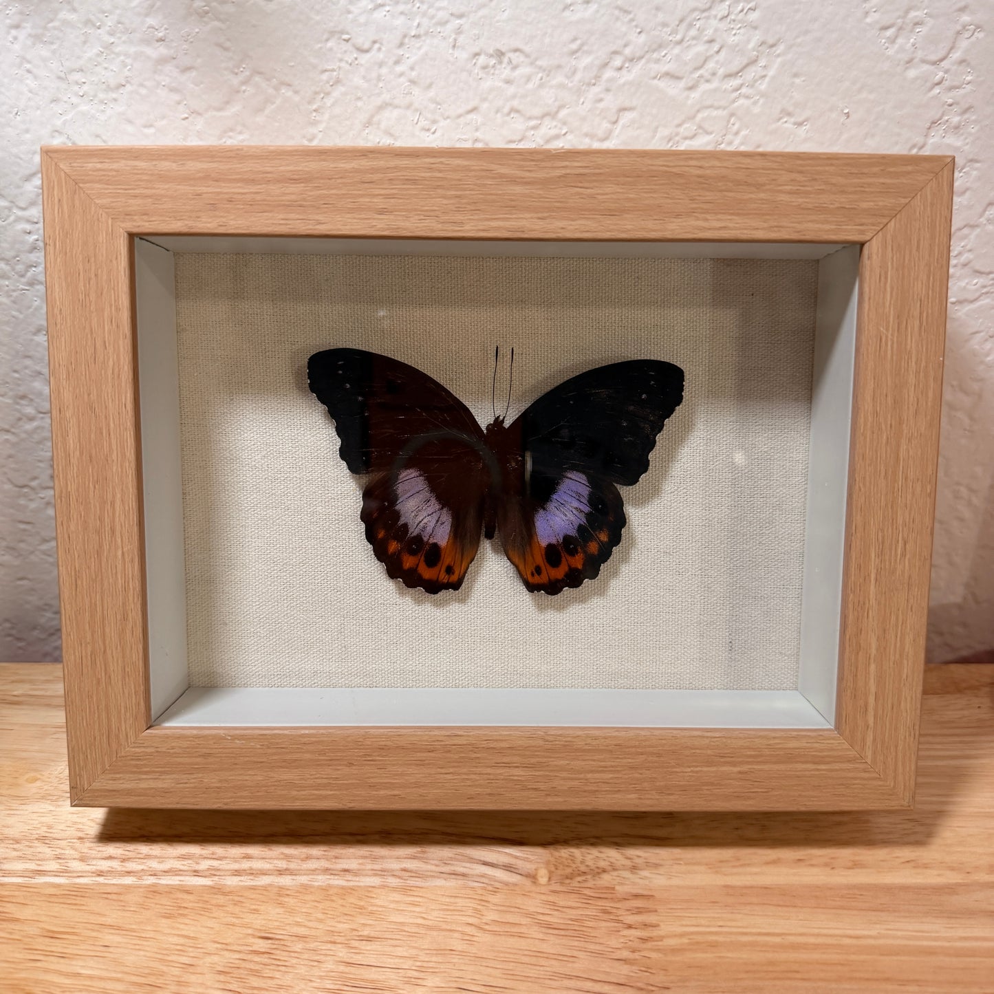 Eggfly Butterfly – Framed Natural Specimen – 5x5 Shadow Box