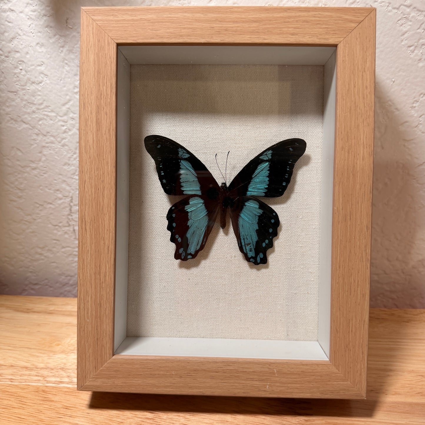Swallowtail Butterfly (Papilio bromius) – Framed Natural Specimen – 5x7 Shadow Box