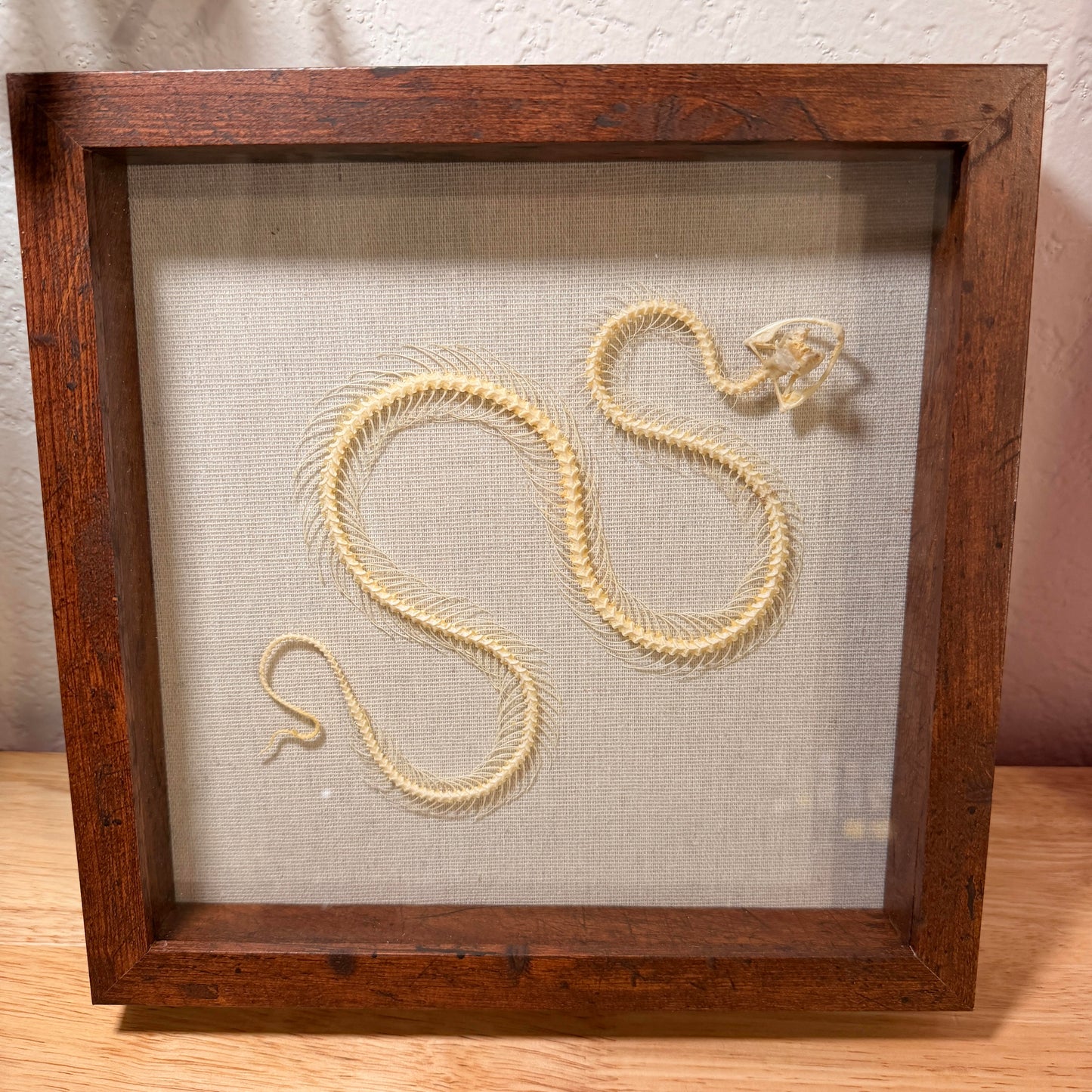 Pit Viper Skeleton – Framed Natural Specimen – 8x8