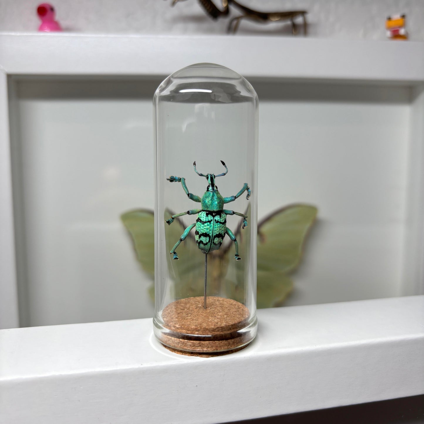 Real Weevil Cloche Dome