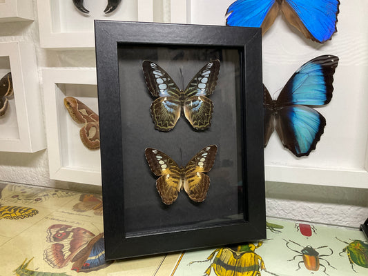 Real Framed Clipper Butterflies