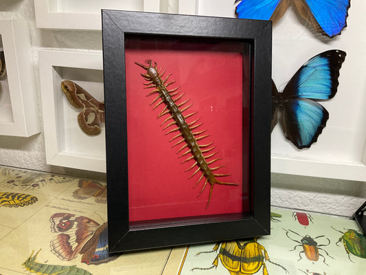 Real Framed Centipede