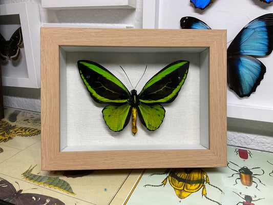 Real Bird Wing Butterfly