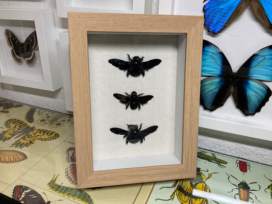 Real Framed Carpenter Bees