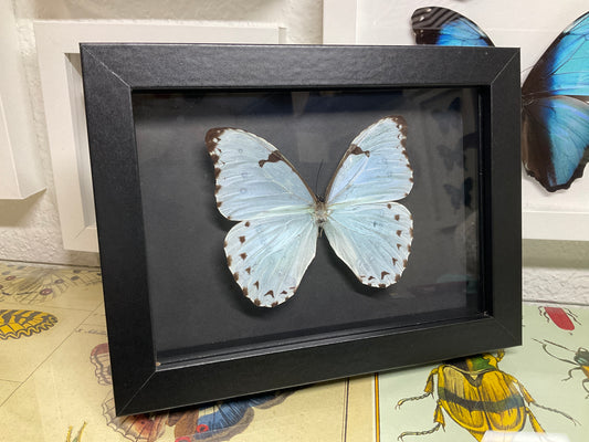 Real Framed Morpho Catenarius Butterfly