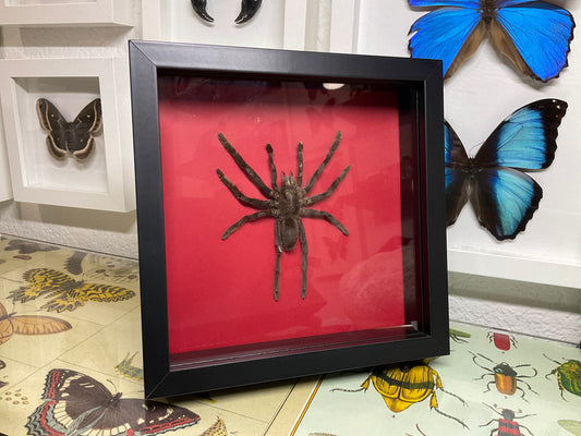 Real Framed Tarantula