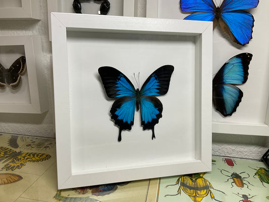 Real Framed Papilio Ulysses