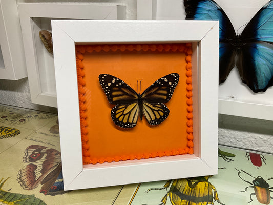 Real Framed Monarch Butterfly