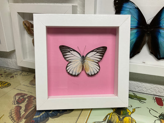 Real Common Butterfly