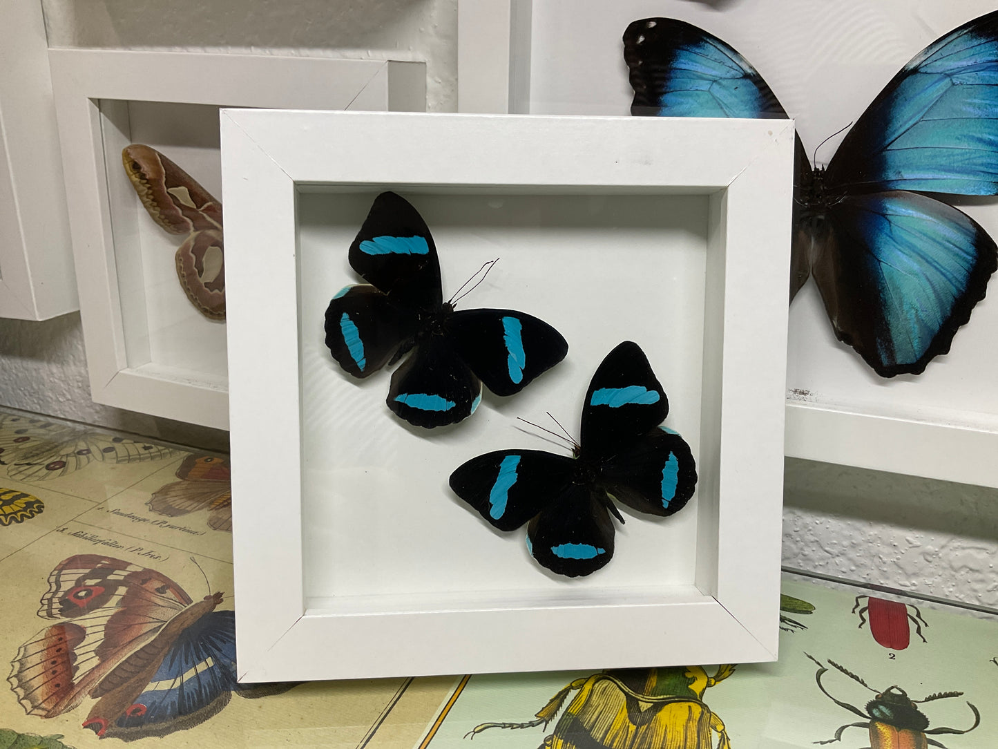 *RARE* Real Framed Nessaea Hewitsoni Butterfly