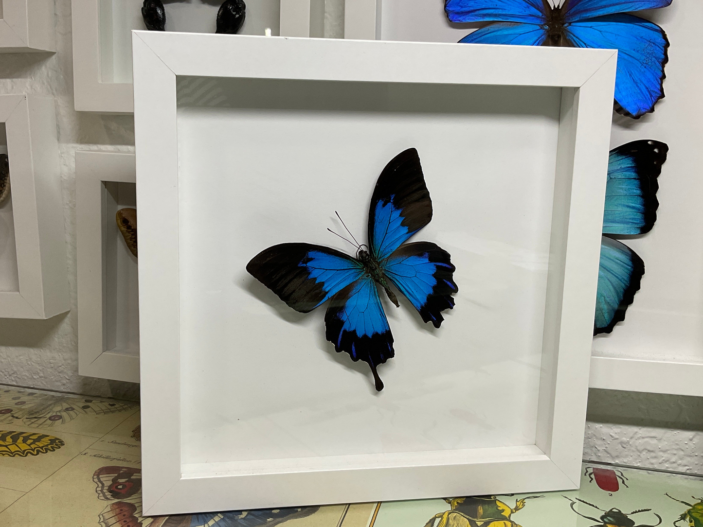 Real Framed Papilio Telegonus