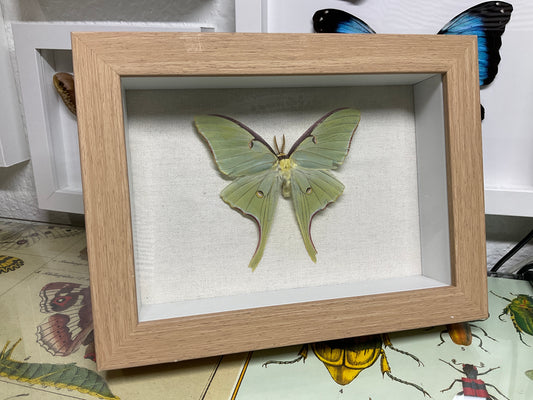 Real Framed Luna Moth